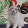 royaltyblueeyesragdolls.com - Ragdoll kitten scamming