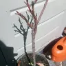 Gardening Express - Dwarf patio apricot tree - prunus armeniaca