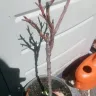 Gardening Express - Dwarf patio apricot tree - prunus armeniaca - Photo 2