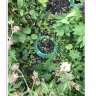 Gardening Express - 4 plants ordered mid may 2020 - Photo 1