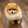 pomeranianhaustierhaus.com - Pomeranian mix breed