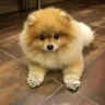 pomeranianhaustierhaus.com - Pomeranian mix breed