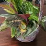 Teleflora - Delivery - Photo 1