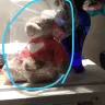 NetFlorist - Dead Roses and Wrong gift - Photo 1