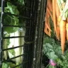 FreshCo - Mouldon the vegetable shelves.