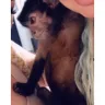 Trisha Meyer / Emily / @mimisexoticworld - Scammer.. Lies about having animals / sells sick servals/monkeys and other exotic - Photo 1
