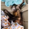 Trisha Meyer / Emily / @mimisexoticworld - Scammer.. Lies about having animals / sells sick servals/monkeys and other exotic - Photo 6