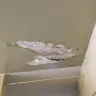 NYC Housing Authority [NYCHA] - Constant water damaged ceilings