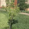 Nature Hills Nursery - Comice pear tree