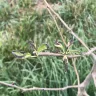 Nature Hills Nursery - Comice pear tree