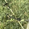 Nature Hills Nursery - Comice pear tree - Photo 9