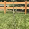 Nature Hills Nursery - Comice pear tree