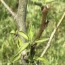 Nature Hills Nursery - Comice pear tree