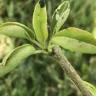 Nature Hills Nursery - Comice pear tree
