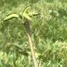 Nature Hills Nursery - Comice pear tree