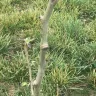 Nature Hills Nursery - Comice pear tree - Photo 10