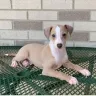 Royal Italian Greyhounds - Dogs