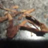 Imperial Tobacco Australia - 50 gram white ox superior dark blend - Photo 1