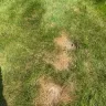 TruGreen - Terrible service - grubs have eaten my grass and they won't respond in a timely manner which is causing further damage to my lawn. - Photo 5