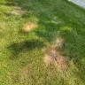 TruGreen - Terrible service - grubs have eaten my grass and they won't respond in a timely manner which is causing further damage to my lawn. - Photo 2