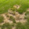 TruGreen - Terrible service - grubs have eaten my grass and they won't respond in a timely manner which is causing further damage to my lawn.