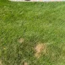 TruGreen - Terrible service - grubs have eaten my grass and they won't respond in a timely manner which is causing further damage to my lawn. - Photo 4