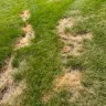 TruGreen - Terrible service - grubs have eaten my grass and they won't respond in a timely manner which is causing further damage to my lawn. - Photo 3