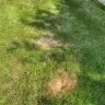 TruGreen - Terrible service - grubs have eaten my grass and they won't respond in a timely manner which is causing further damage to my lawn. - Photo 8