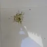 Rocky Real Estate - Food waste falling on my Terrace - Photo 1