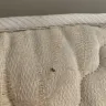 Paris Attitude - Bed bugs in apartment rental with refusal to return deposit and rent