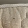 Paris Attitude - Bed bugs in apartment rental with refusal to return deposit and rent - Photo 1