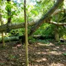 Duke Energy - Failure to advise neighbor of dangerous tree