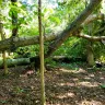 Duke Energy - Failure to advise neighbor of dangerous tree - Photo 2