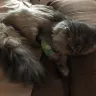 Pure Love Cattery - Kitten - Photo 1