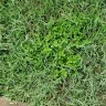 Massey Services - Lawn proactive service - Photo 2