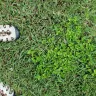 Massey Services - Lawn proactive service - Photo 1