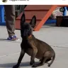 West Coast Malinois - Belgian malinois puppies