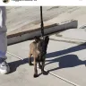 West Coast Malinois - Belgian malinois puppies - Photo 1