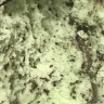 Turkey Hill Dairy - Coco mint chip ice cream - Photo 1