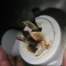 Air Wick - Plugin - Photo 2
