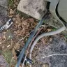 American Home Shield [AHS] - My trane 4 ton ac/h unit blows air but not cooling. - Photo 6