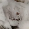 Classic Cool Cattery - Genetically defective kitten - Photo 1