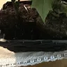 Bloomex - Product ordered was not what was received - Photo 5