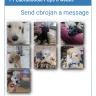 Hoobly - F1 Labradoodle ad - Photo 1