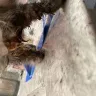 Life’s a Beach Cattery South Carolina - Breeder / kitten extremely sick - Photo 1