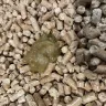 Life’s a Beach Cattery South Carolina - Breeder / kitten extremely sick