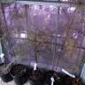 Wholesale Nursery Company - Refund / Replace - Photo 2