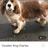 Gumtree - Selling of stolen dogs on Gumtree - Photo 2