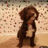 Gumtree - Selling of stolen dogs on Gumtree - Photo 1