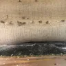 Stanley Steemer International - Home carpet cleaning - Photo 3